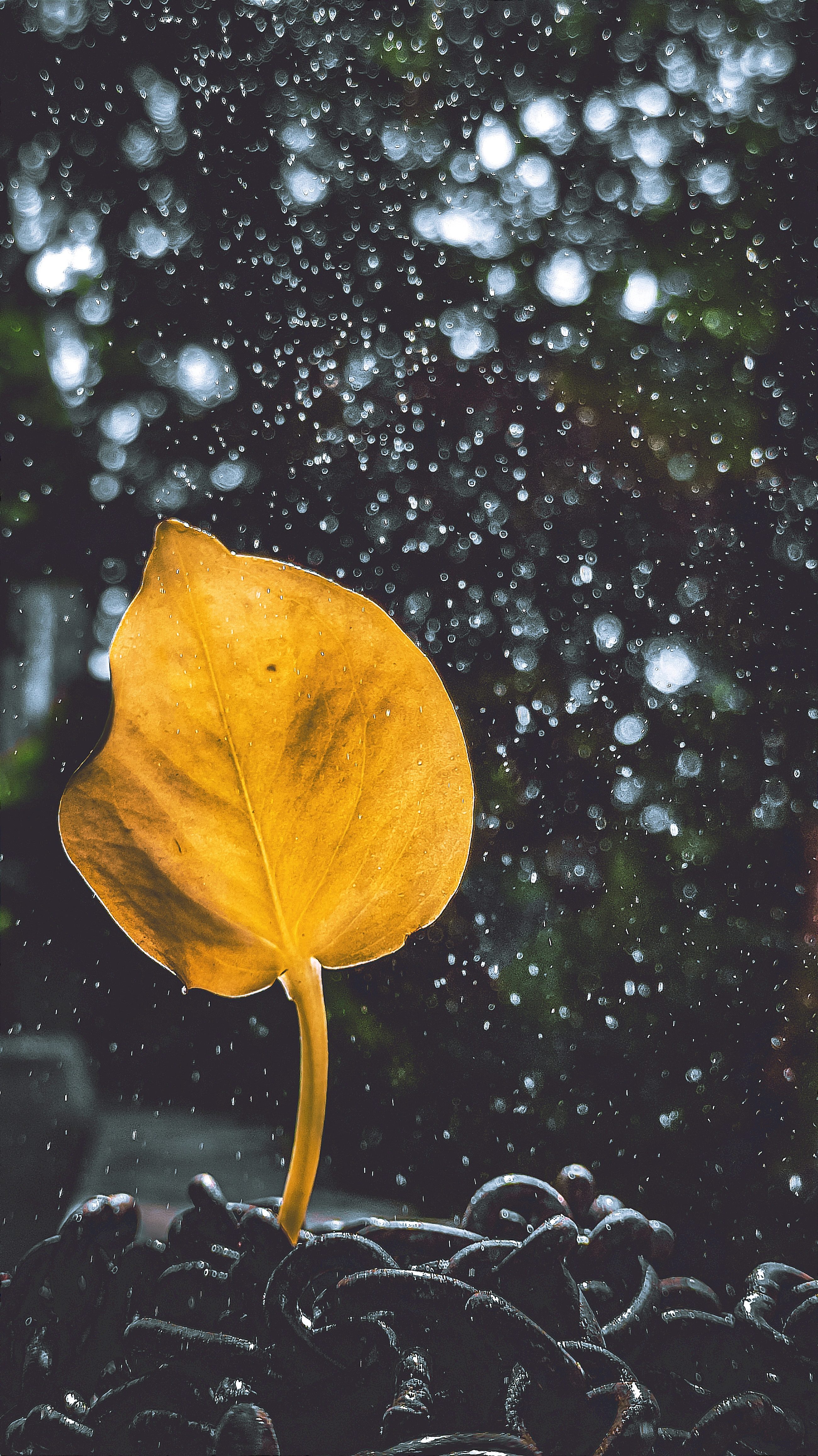 Reggae  On The River